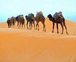 <font color='#EA0000'>沙漠骆驼简谱-展展与罗罗-歌声中飘荡着一种洒脱和向往</font>